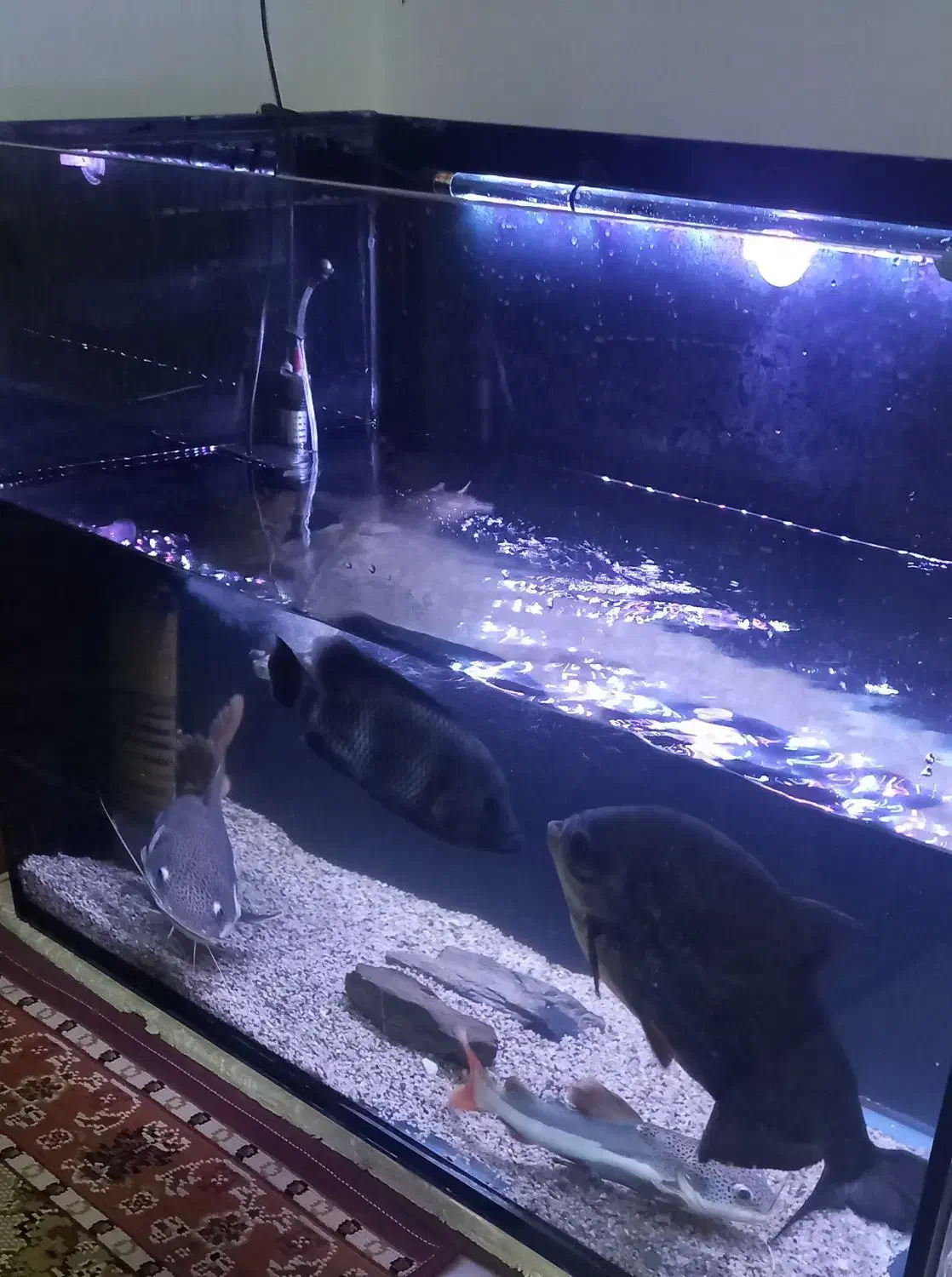 ماهی ردتیل بزرگ و اکواریوم درجه ۱|ماهی|شاهین‌شهر, مسکن مهر|دیوار