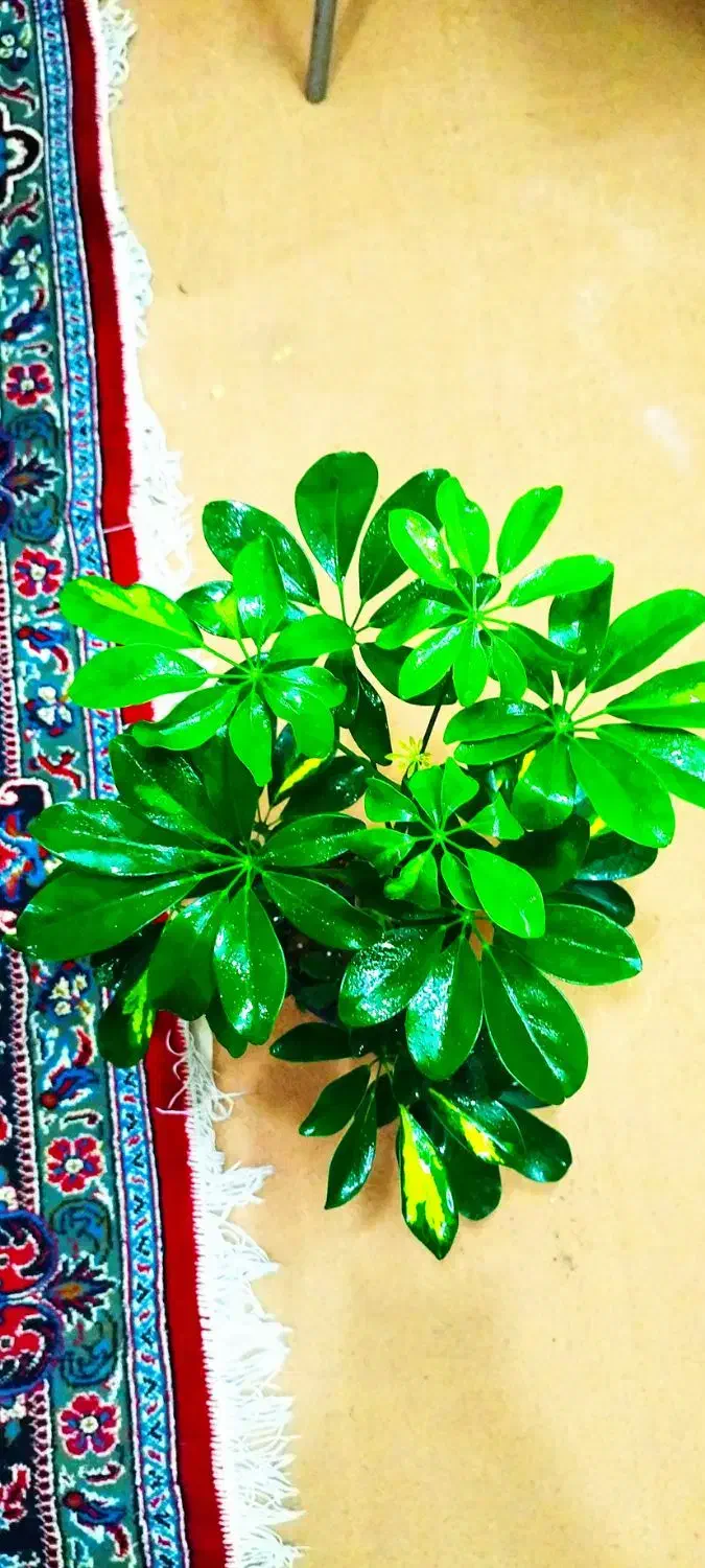 گل وگیاه|گل و گیاه طبیعی|خرمشهر, |دیوار