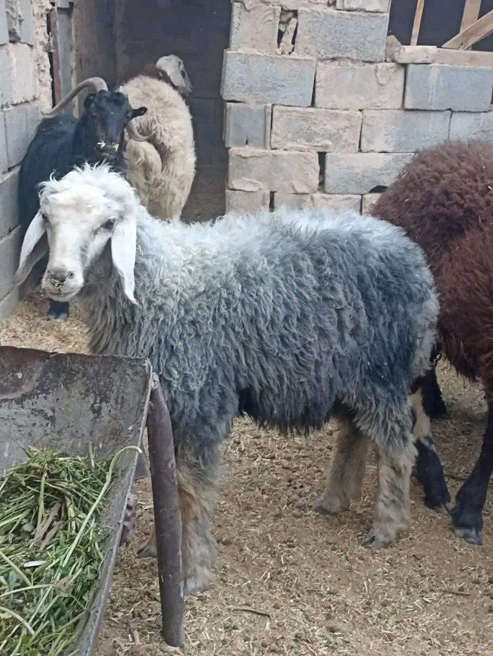 میش بره گوسفند بز بزغاله|حیوانات مزرعه|اصفهان, خانه اصفهان|دیوار