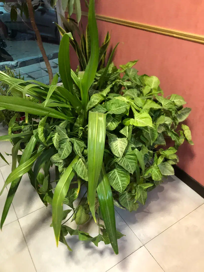 گلدان طبیعی بزرگ|گل و گیاه طبیعی|پاکدشت, پاکدشت (مامازند)|دیوار