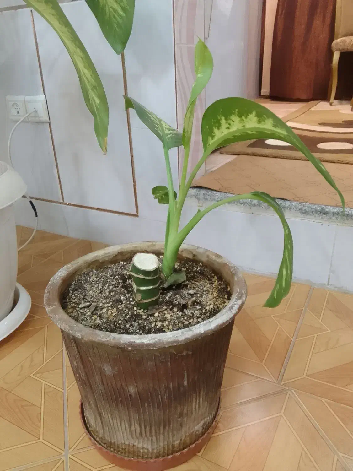 گل دیفن باخیا|گل و گیاه طبیعی|شهرضا, |دیوار