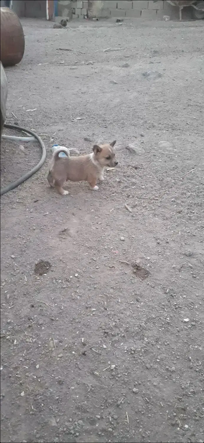 پاکوتاه فیندو|سگ|زنجان, |دیوار