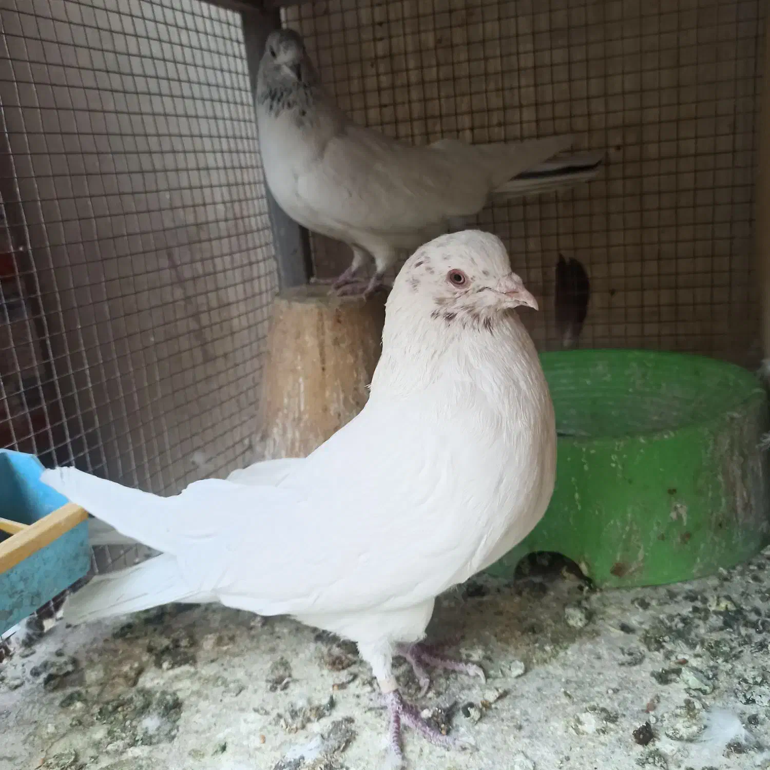 یجفت نروماده کله ای|پرنده|اصفهان, شاهد|دیوار