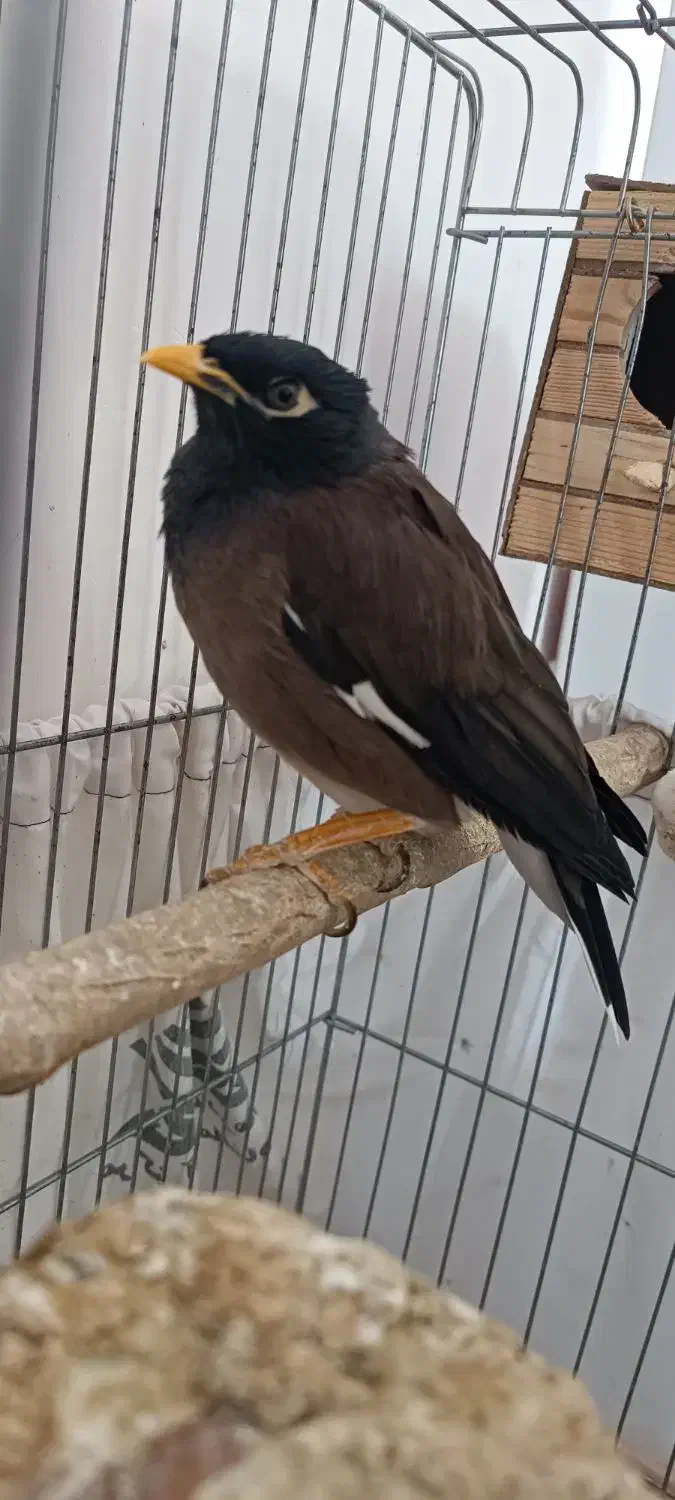 مرغ مینای سخنگو|پرنده|جوانرود, |دیوار