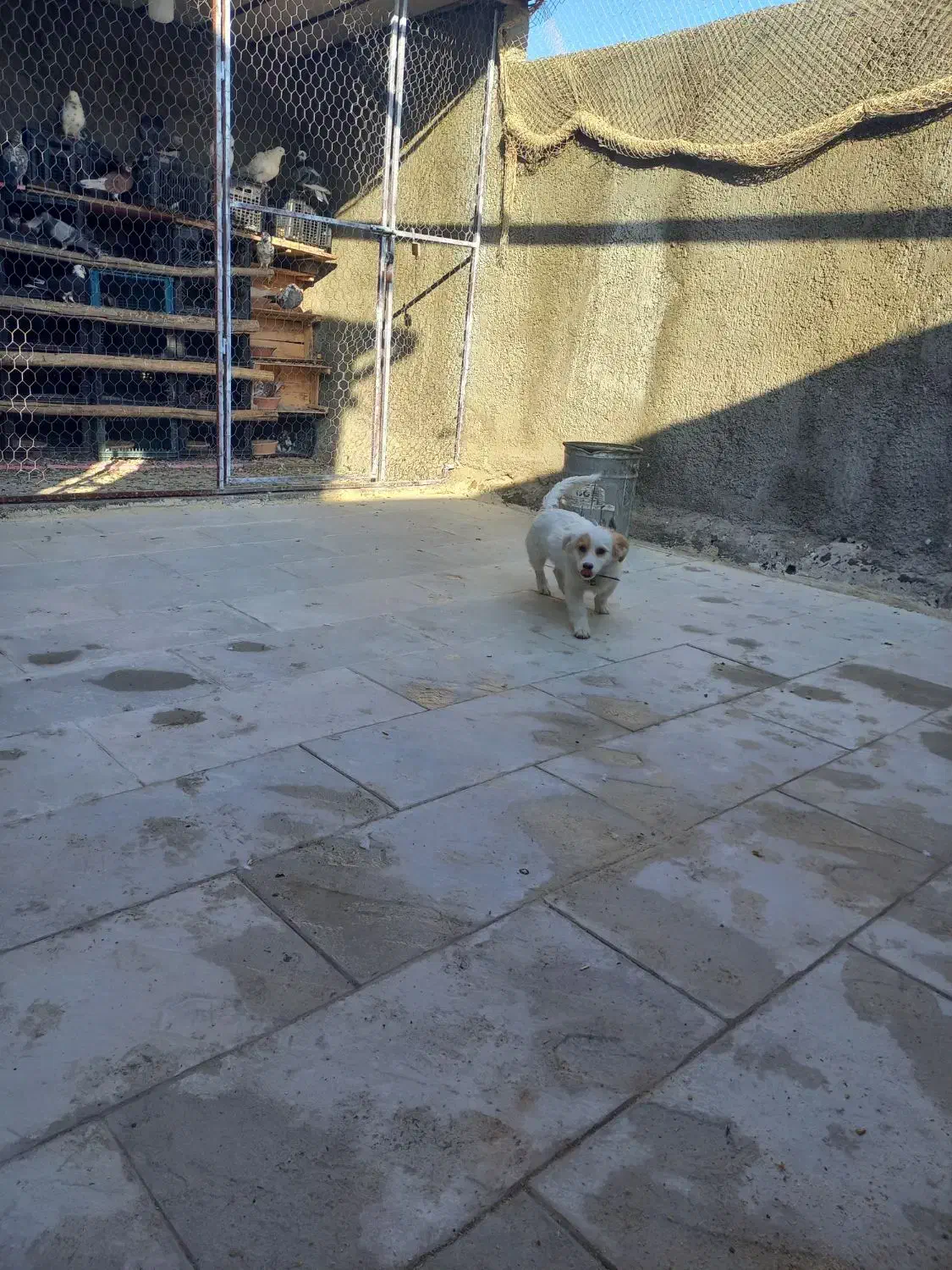 سگ خونگی|سگ|پیشوا, |دیوار