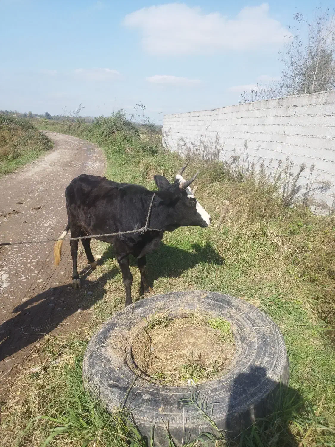 گاو چالوسی به همراه گوساله نر|حیوانات مزرعه|سنگر, |دیوار