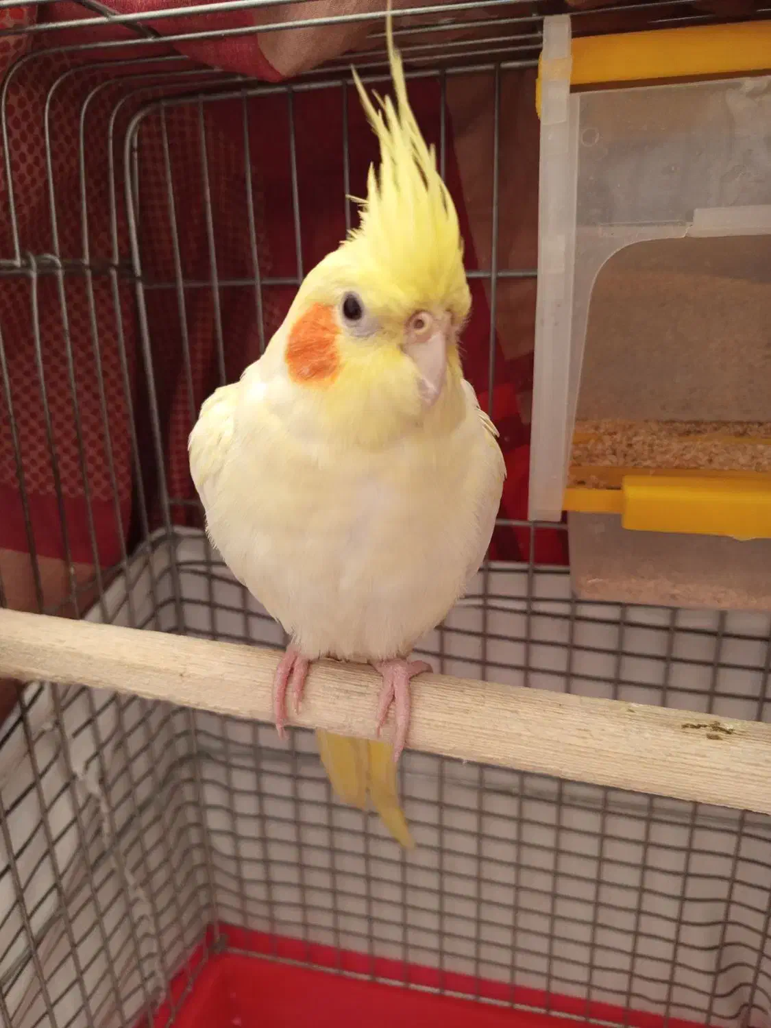 عروس هلندی ماده|پرنده|پاکدشت, پاکدشت (مامازند)|دیوار