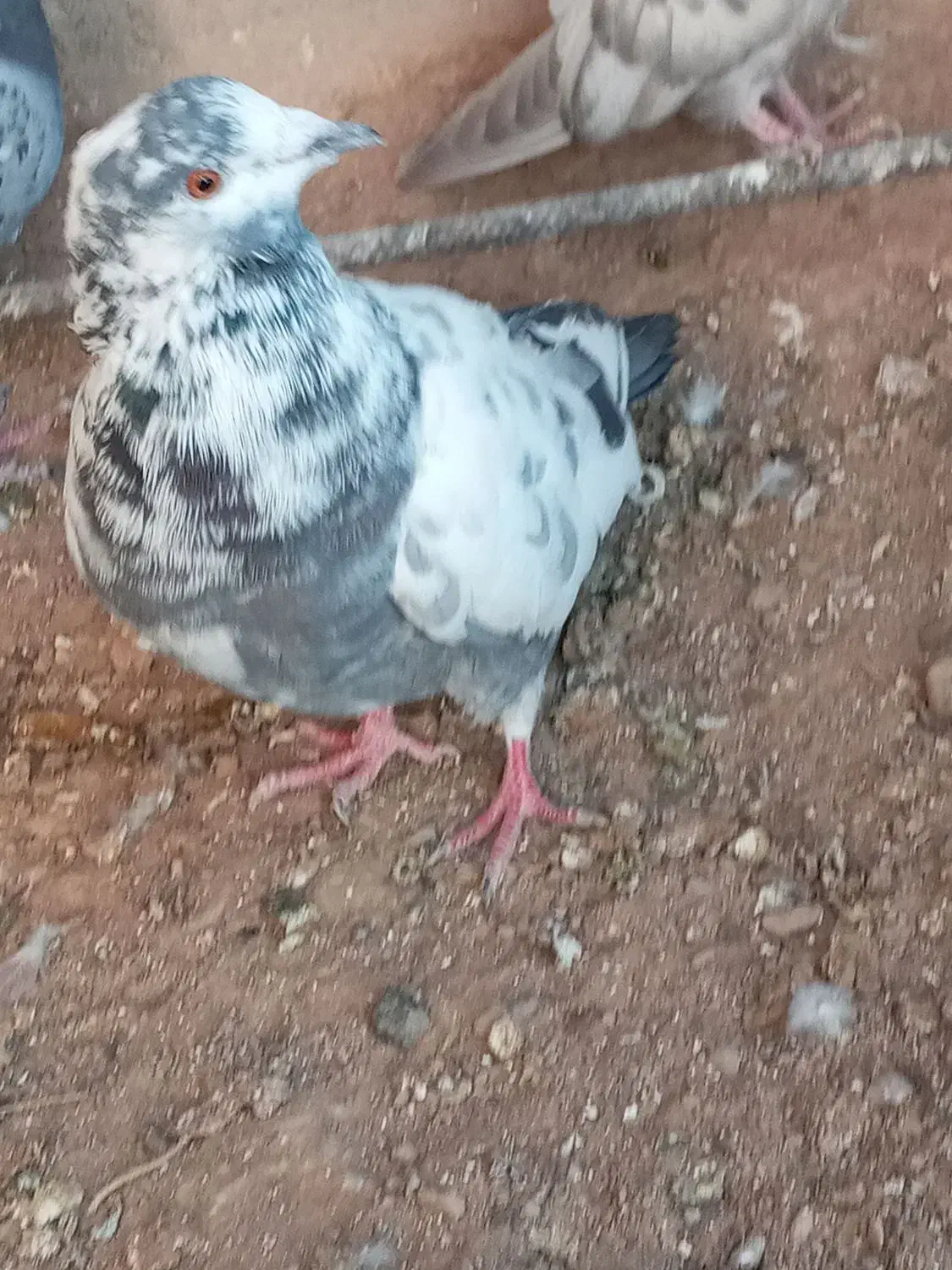 بزک نر|پرنده|بهمن صغاد, |دیوار