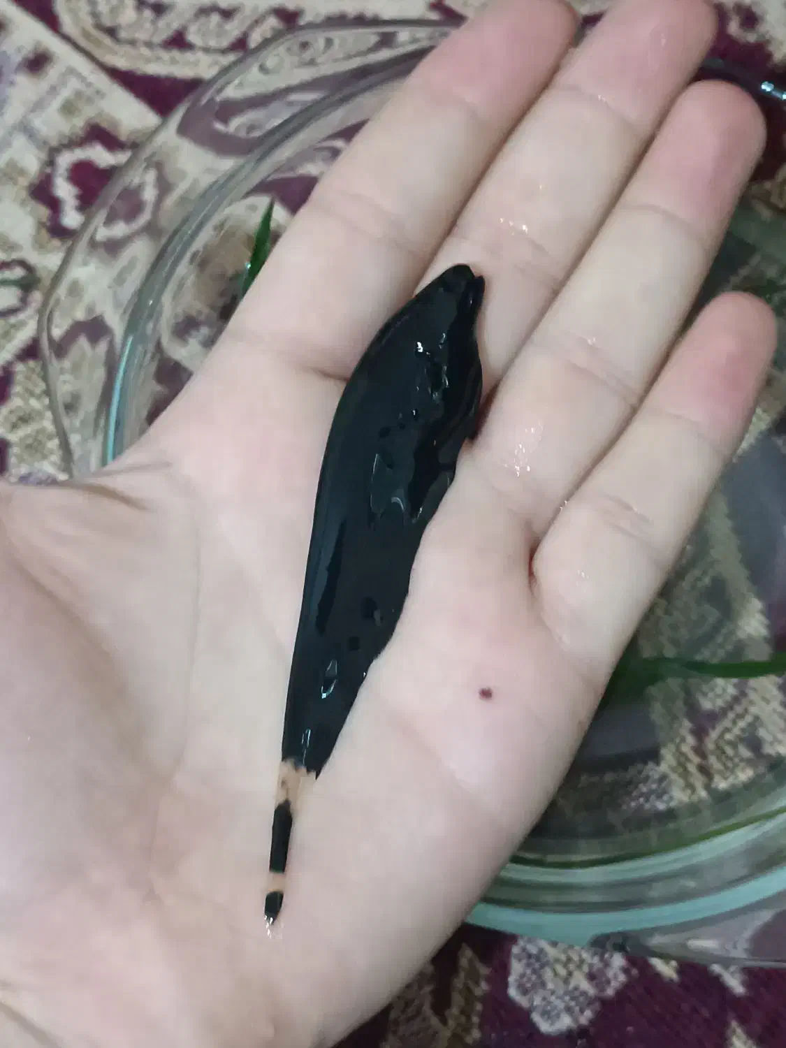 ماهی بلک گوست|ماهی|مشهد, عبادی|دیوار