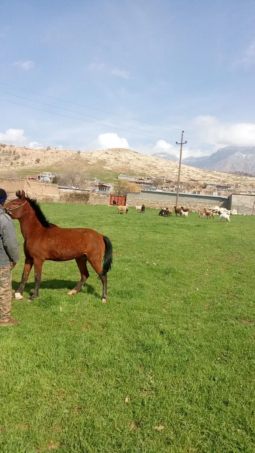 اسب|اسب و تجهیزات اسب‌سواری|خرم‌آباد, |دیوار