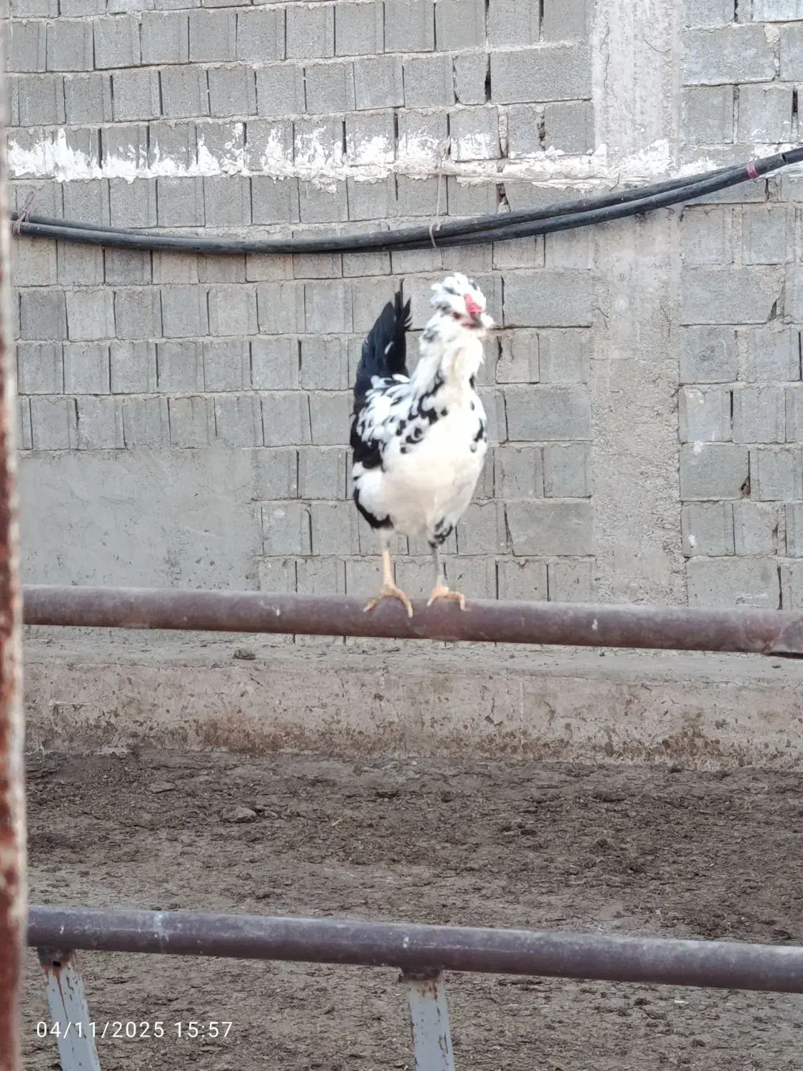 تخم مرغ گلین|حیوانات مزرعه|زرقان, |دیوار