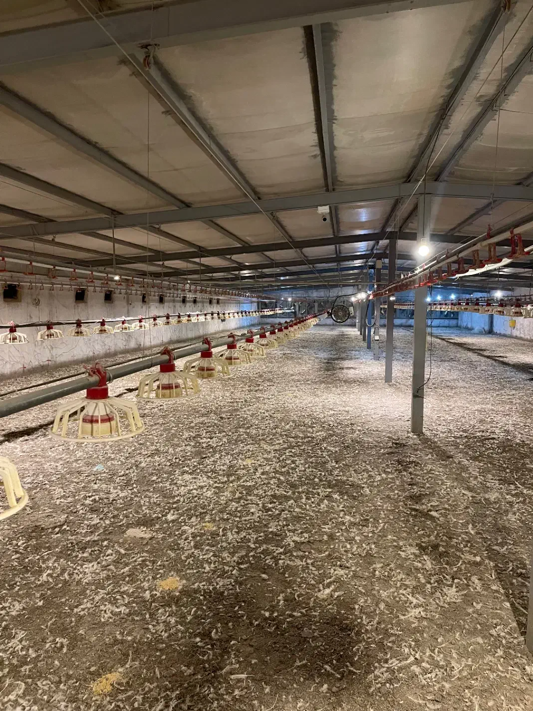 فروش زمین با پروانه مرغداری ۲۰هزاری|فروش زمین و ملک کلنگی|باشتین, |دیوار