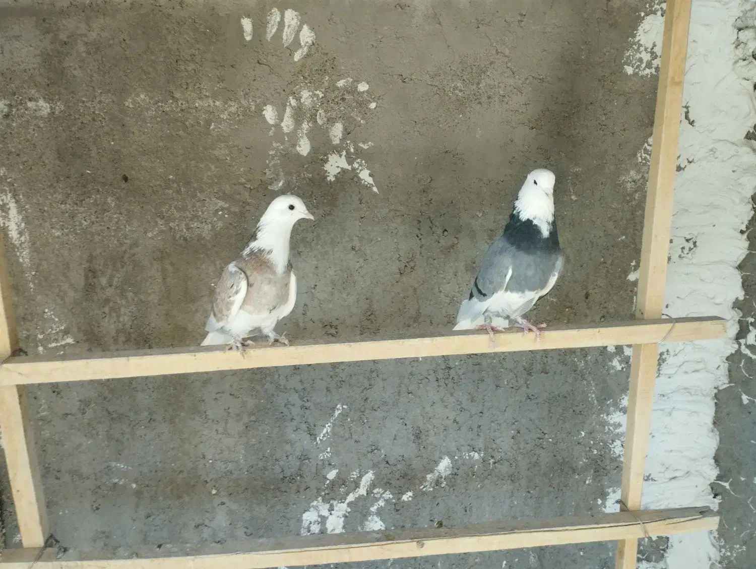 نره هما|پرنده|آران و بیدگل, |دیوار