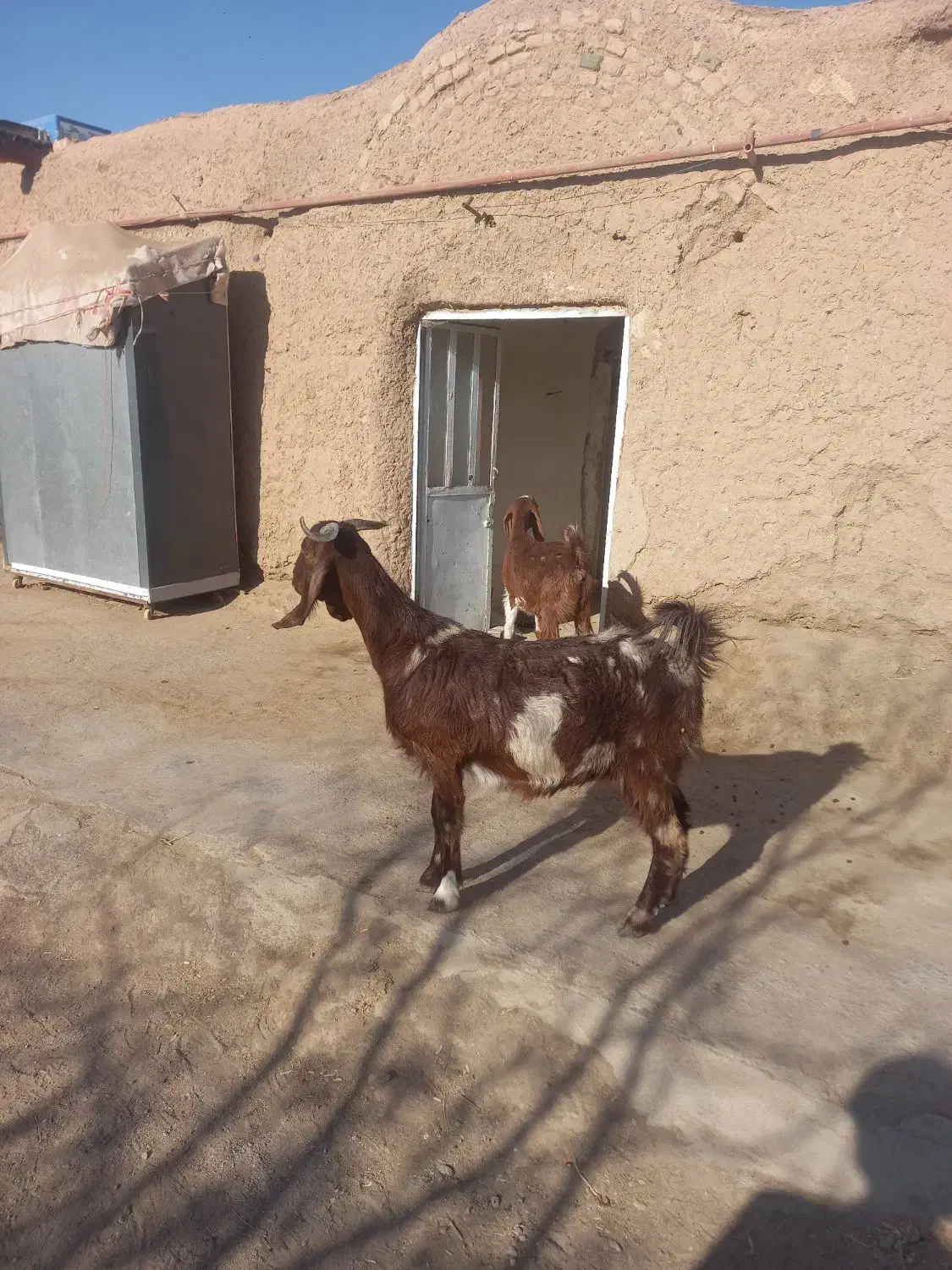 بز و بزغاله|حیوانات مزرعه|تربت جام, کاریز نو سفلی|دیوار