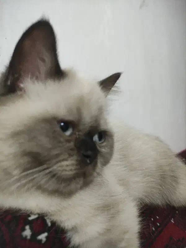 گربه هیمالین|گربه|درگز, |دیوار