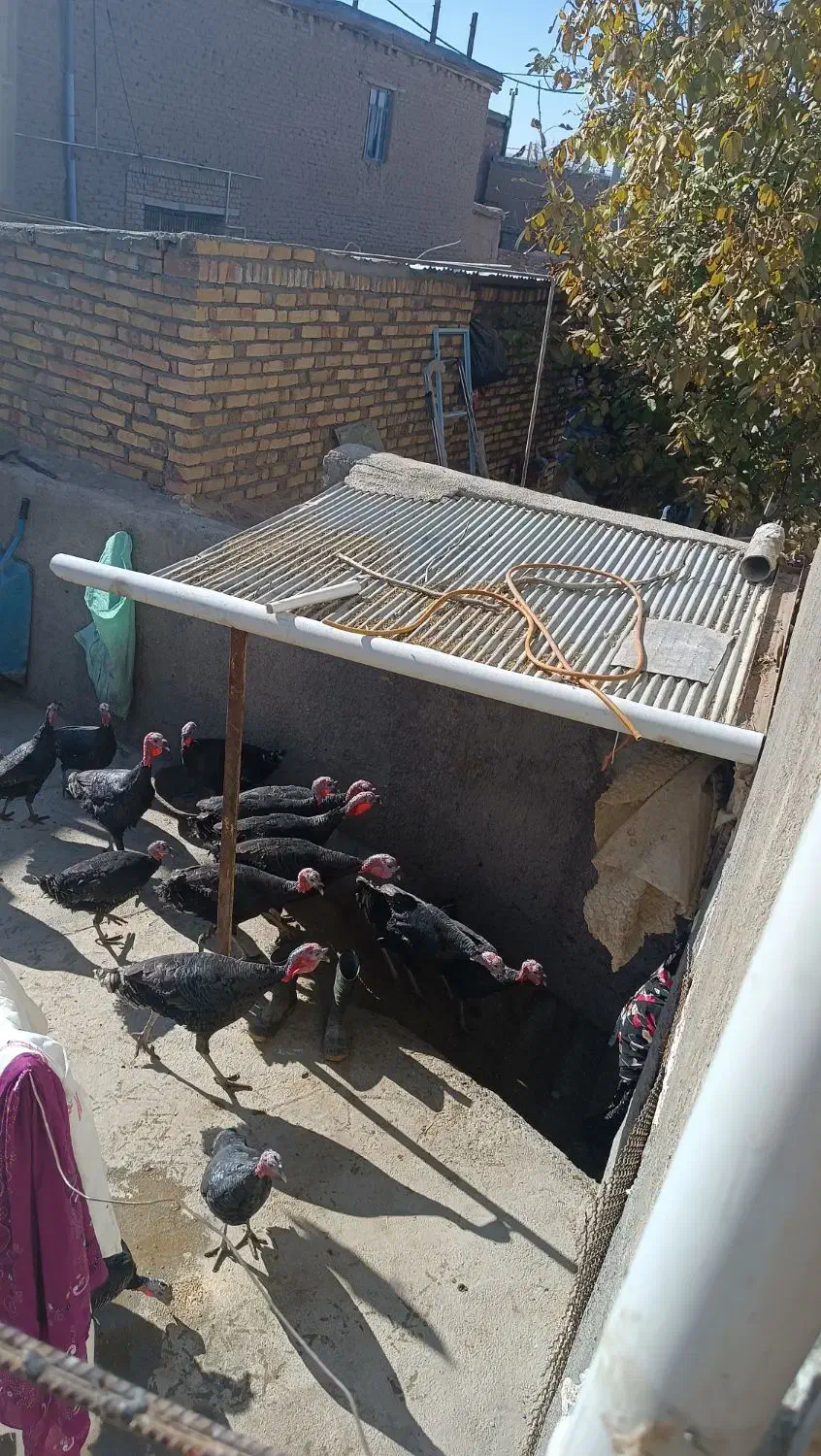 بوقلمون فروش|حیوانات مزرعه|تویسرکان, |دیوار