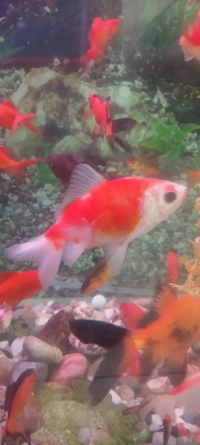 ماهی قرمز سه بند تا کف دست|ماهی|نسیم‌شهر, |دیوار