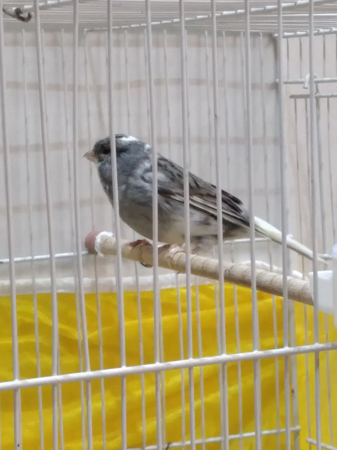 قناری|پرنده|نیشابور, کوی یغما|دیوار