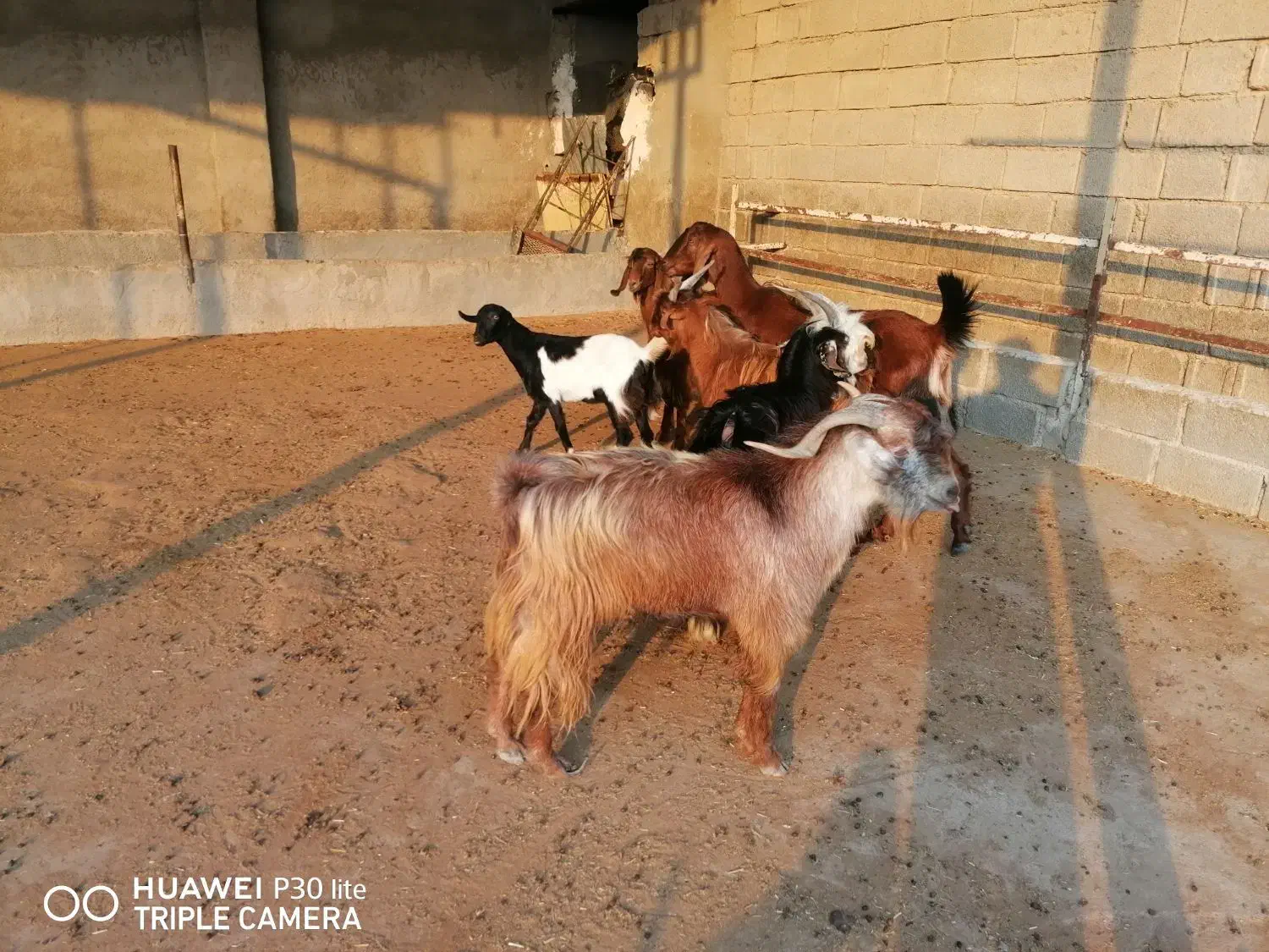 کهره. گوشت|حیوانات مزرعه|برازجان, |دیوار