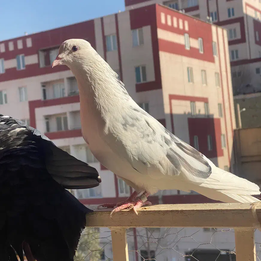 کفتر.معاوضه|پرنده|هشتگرد, فاز ۷ مهستان|دیوار