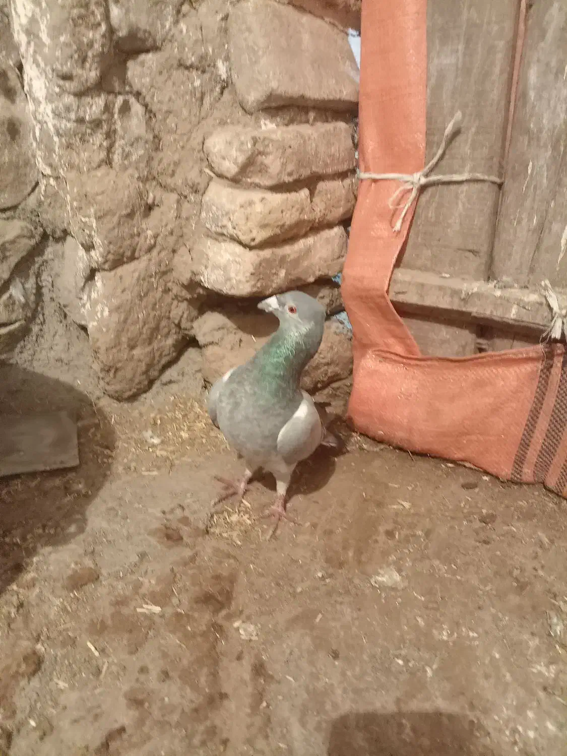 کفتر جفتگاه وپرش|پرنده|سبزوار, قصبه شرقی|دیوار