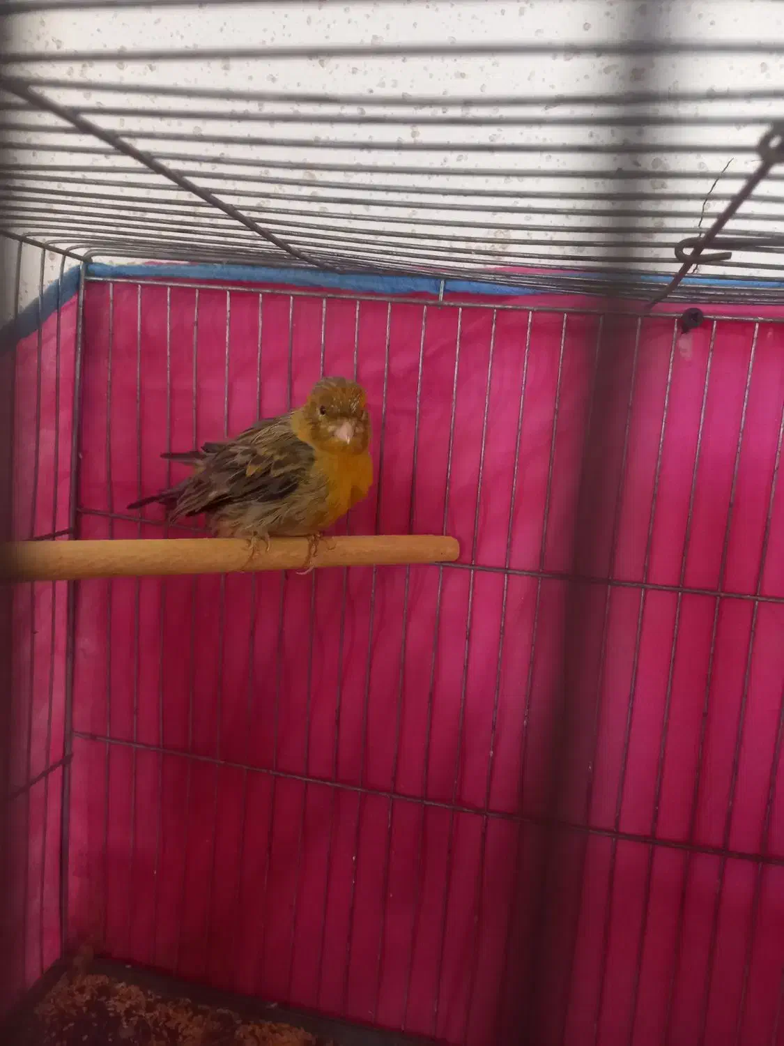 قناری نر|پرنده|قم, ولیعصر|دیوار