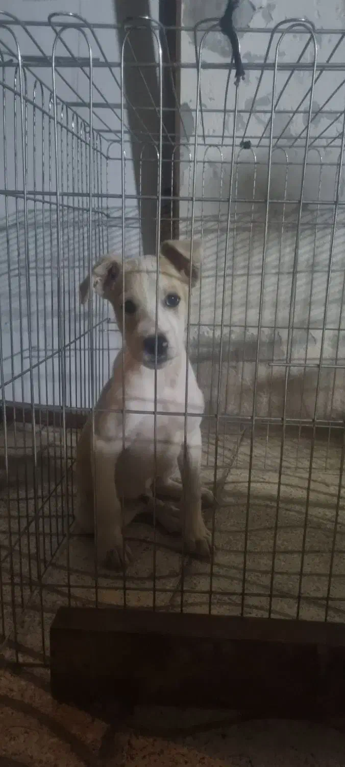 سگ پیتبول|سگ|گنبد کاووس, |دیوار