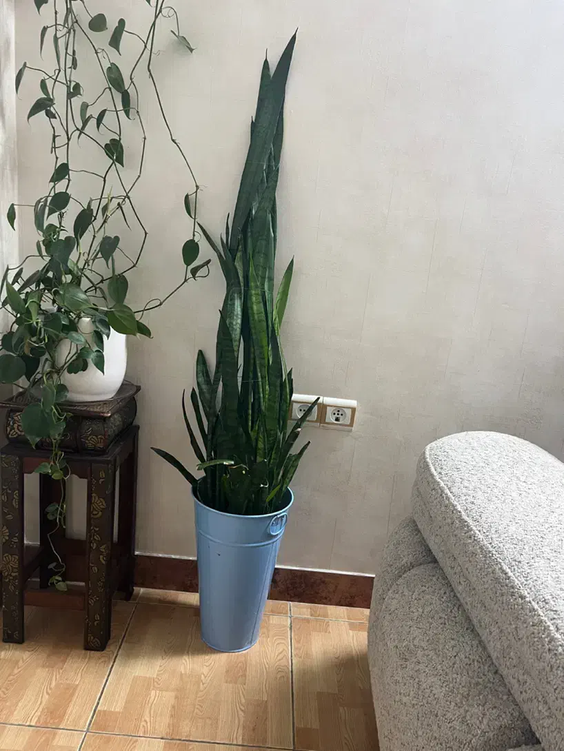 گل سانسوریا بلند با گلدان فلزی|گل و گیاه طبیعی|رشت, رودباری|دیوار