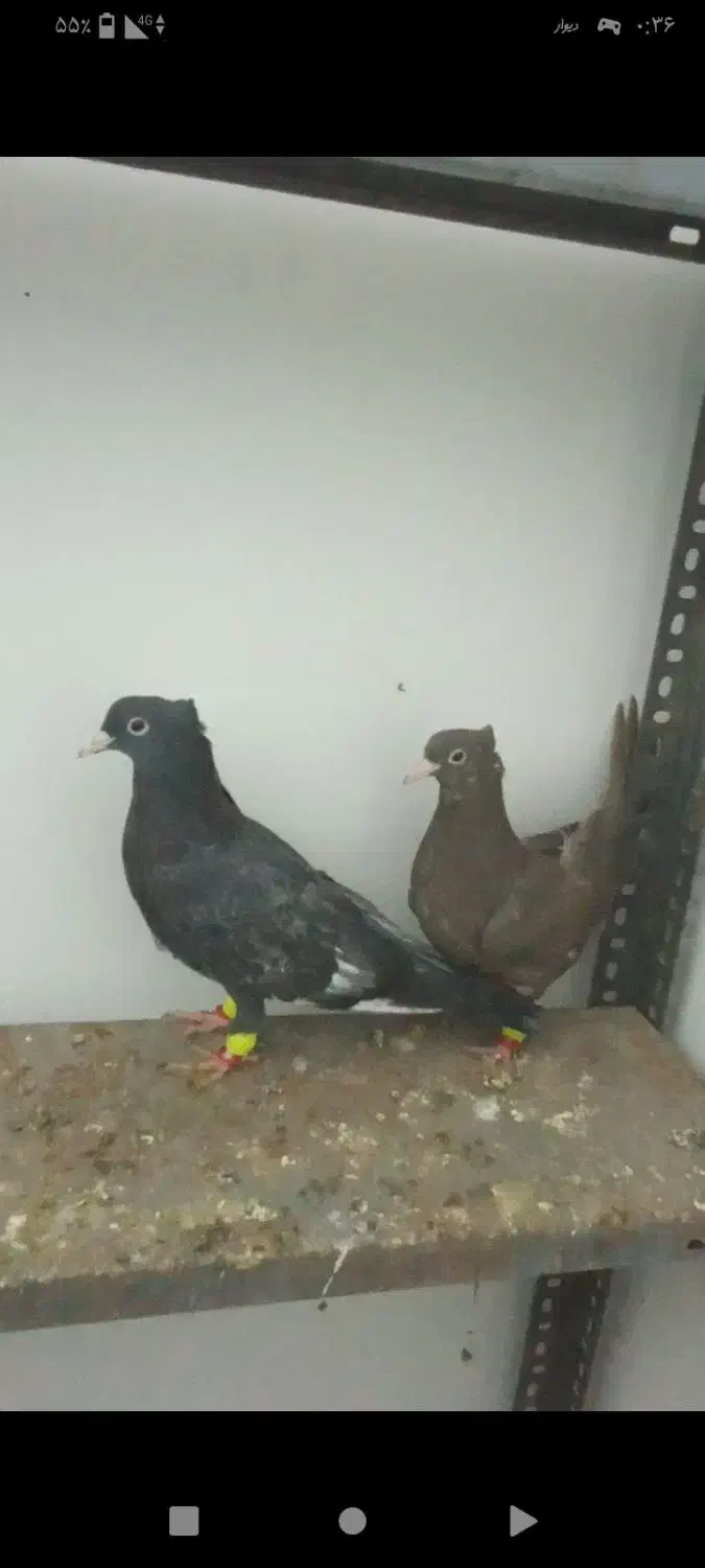 نواری|پرنده|تربت جام, مسکن مهر|دیوار