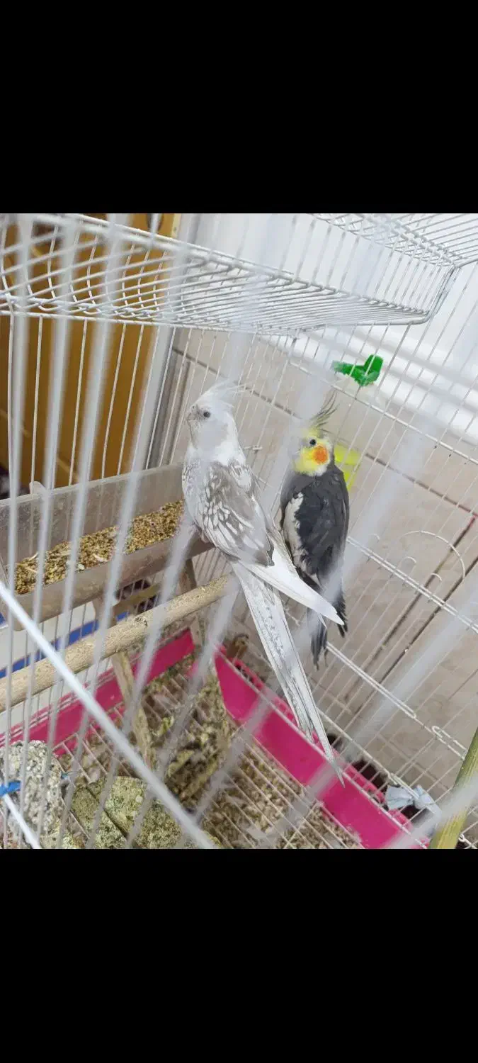 عروس هلندی|پرنده|لامرد, |دیوار