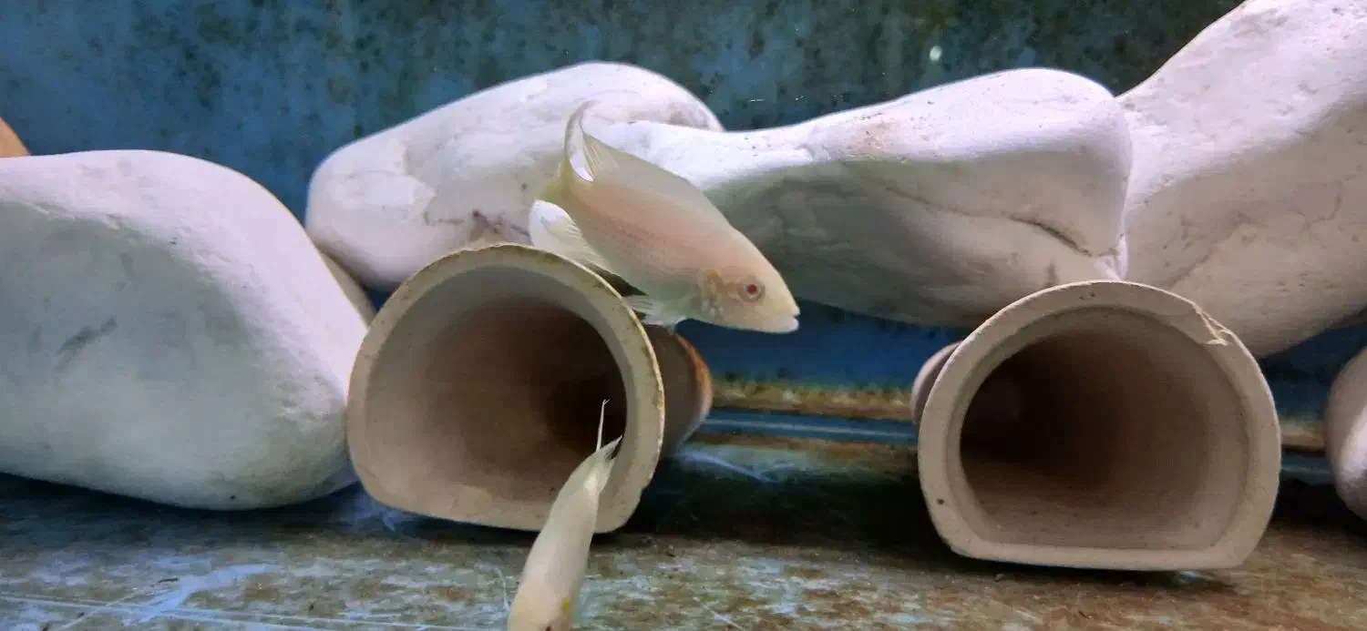 بریچاردی مولد|ماهی|مشهد, شهرک امام هادی (شهرک غرب)|دیوار