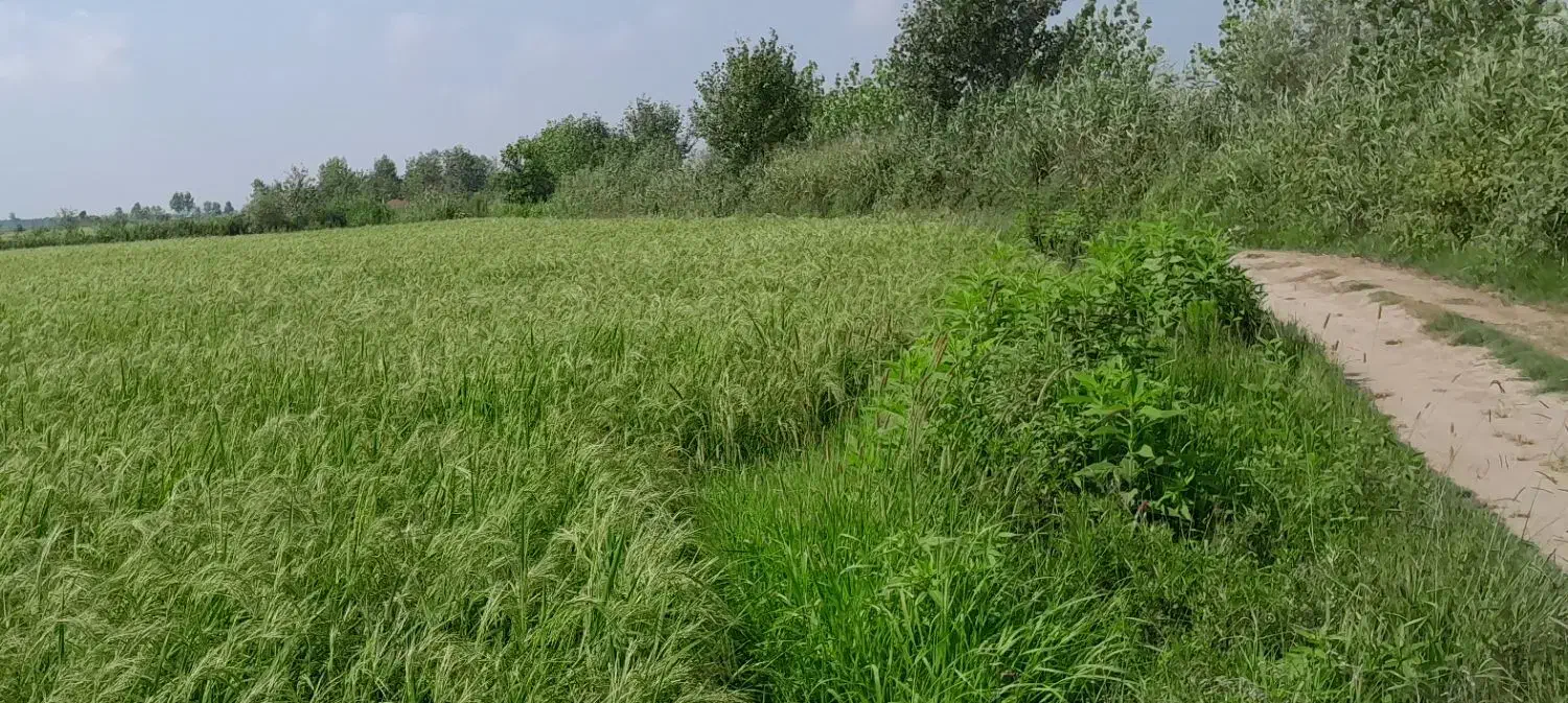 برنج هاشمی استانه اشرفیه|خوردنی و آشامیدنی|قم, پاسدار|دیوار