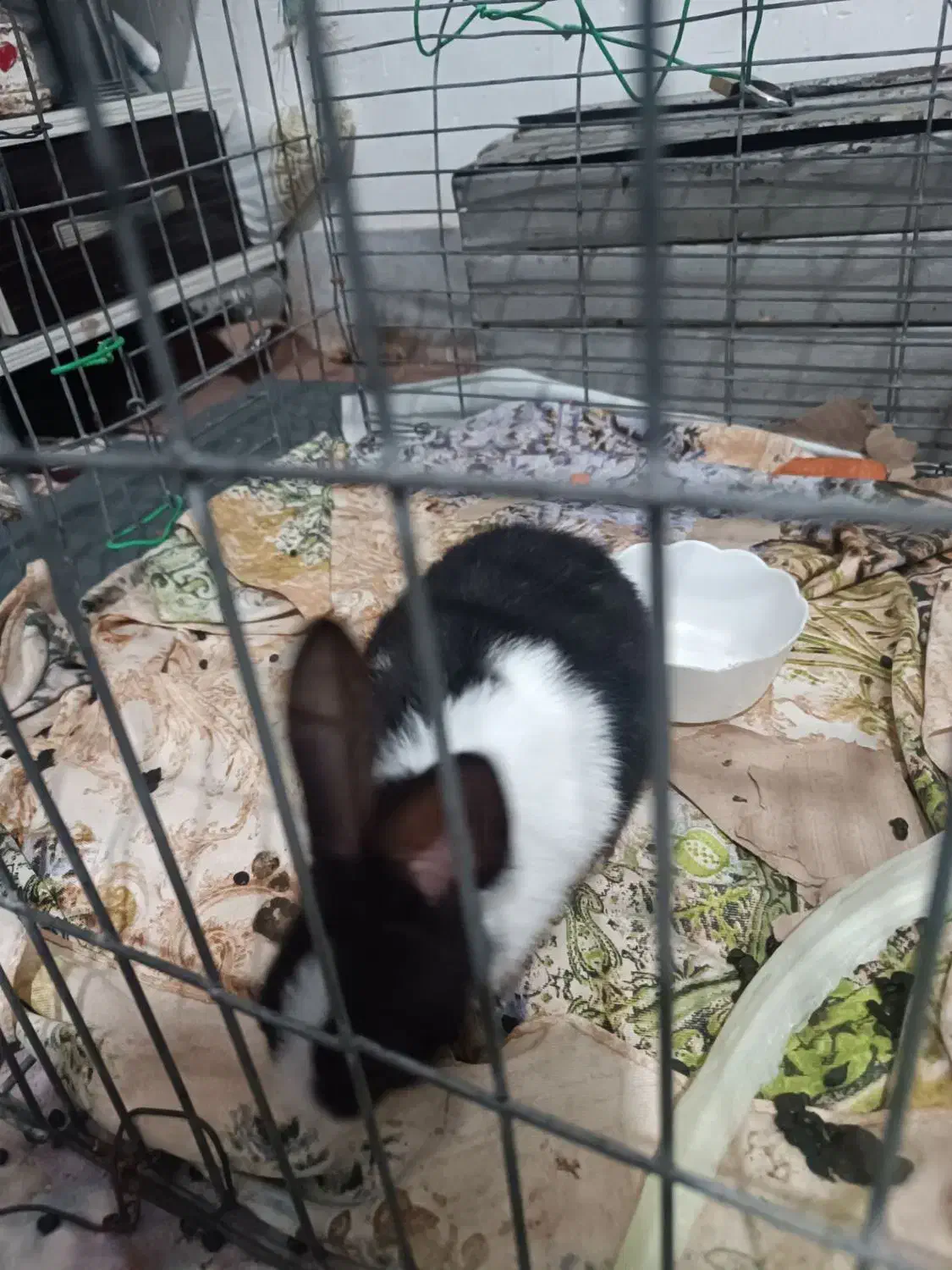 خرگوش|موش و خرگوش|چناران, |دیوار