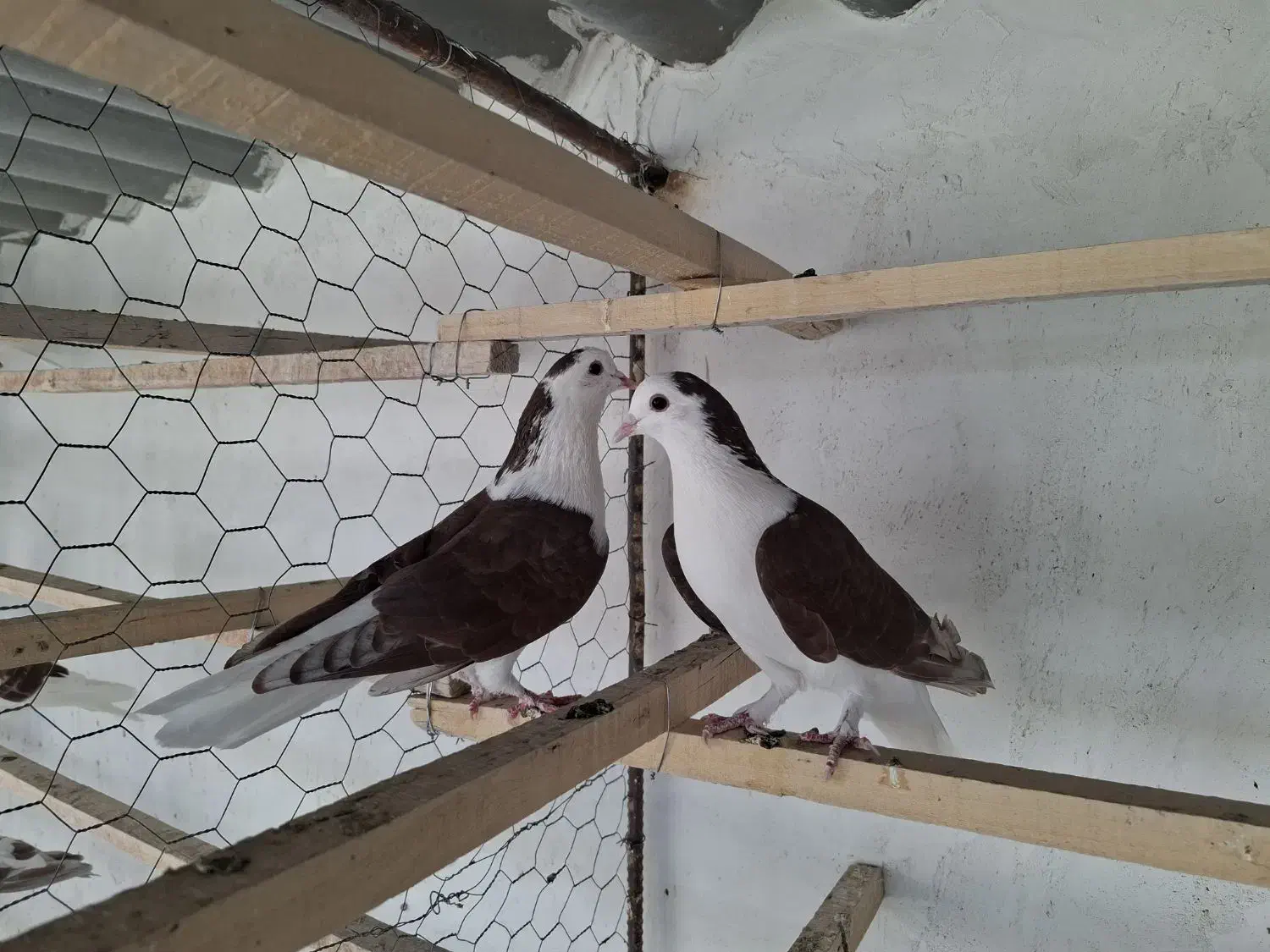 کبوتر|پرنده|آران و بیدگل, |دیوار