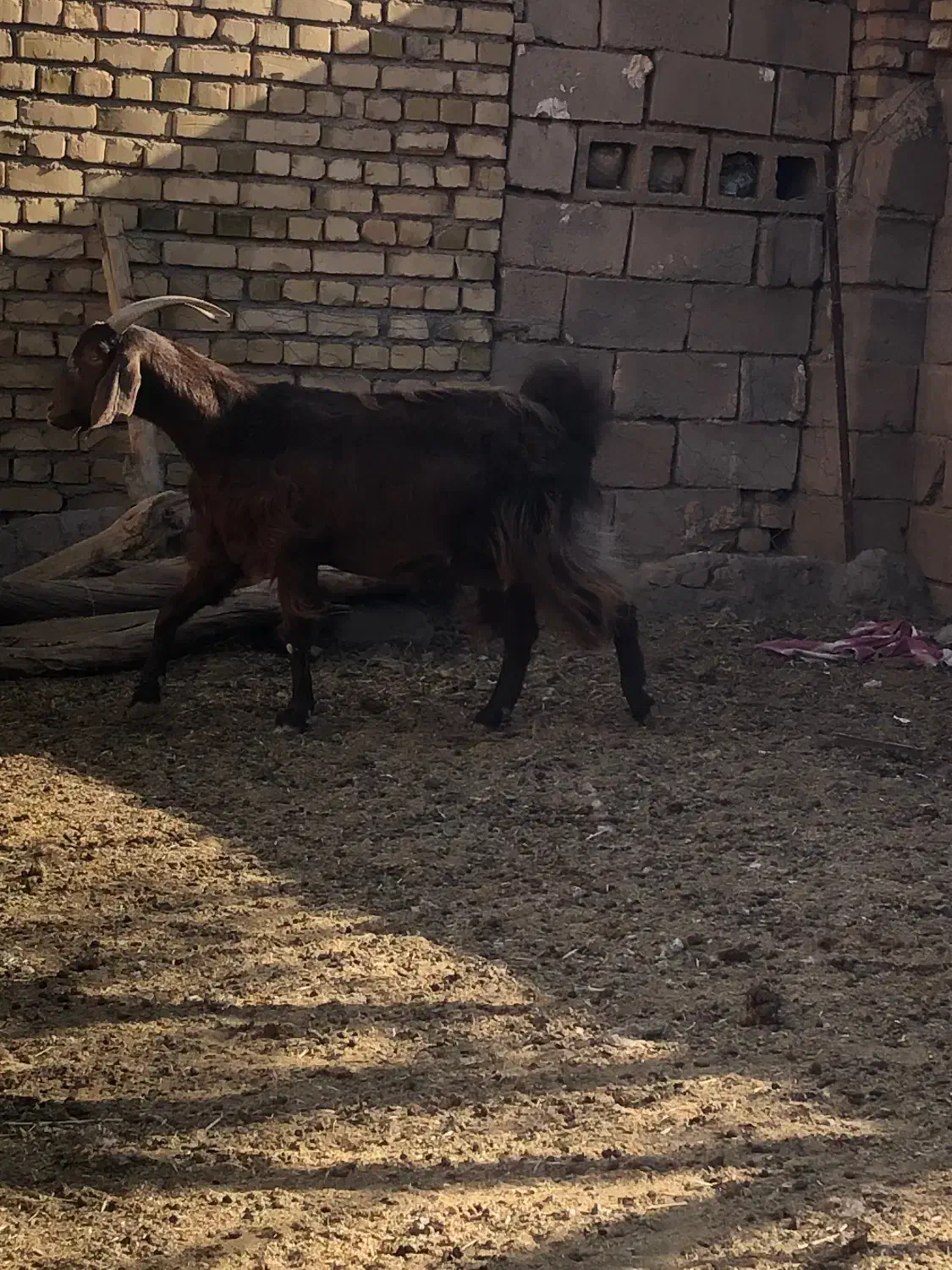 بز ومیش|حیوانات مزرعه|باخزر, |دیوار