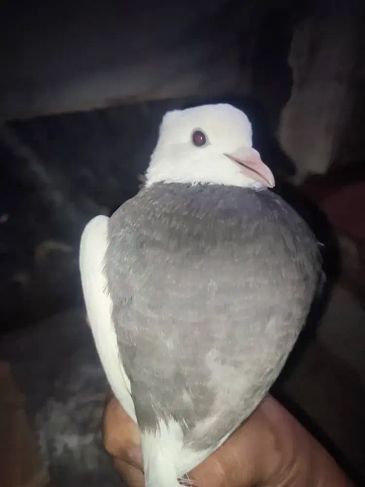 کبوتر طوقی اصل|پرنده|خوی, |دیوار