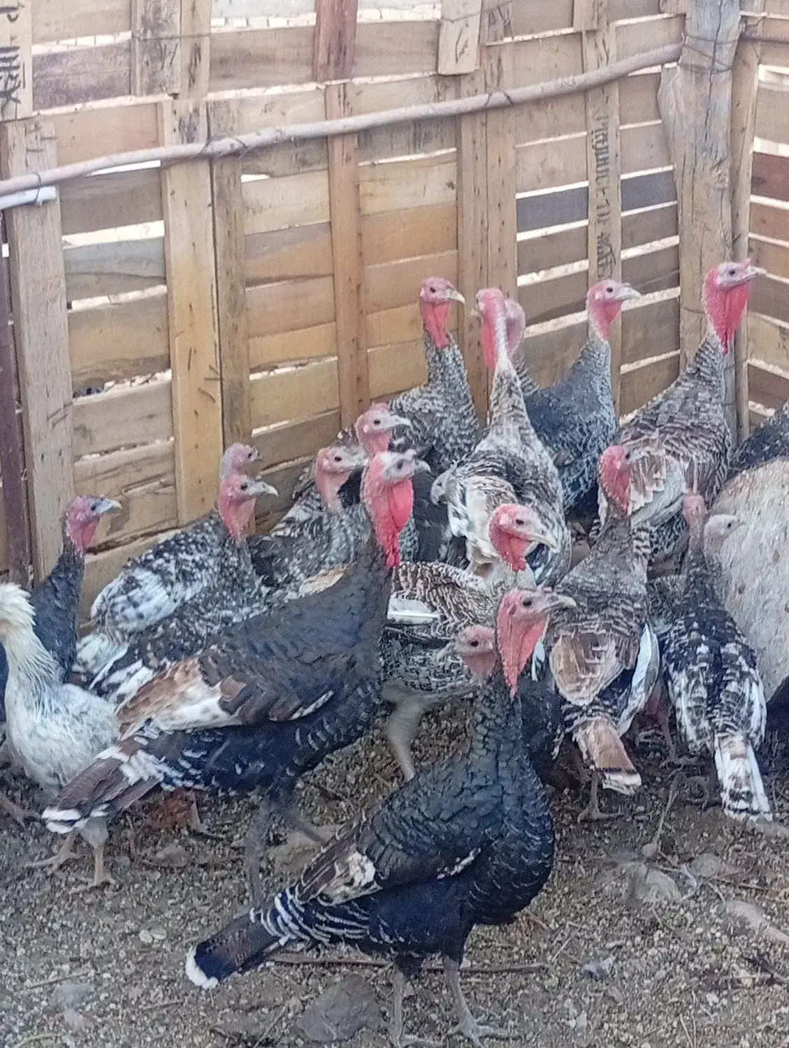 معاوضه بوقلمون با بره نر یا کهر نر|حیوانات مزرعه|داراب, |دیوار