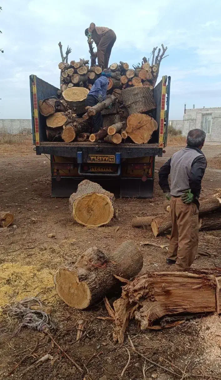 خریدار چوب های باغی|خدمات باغبانی و درختکاری|لردگان, |دیوار