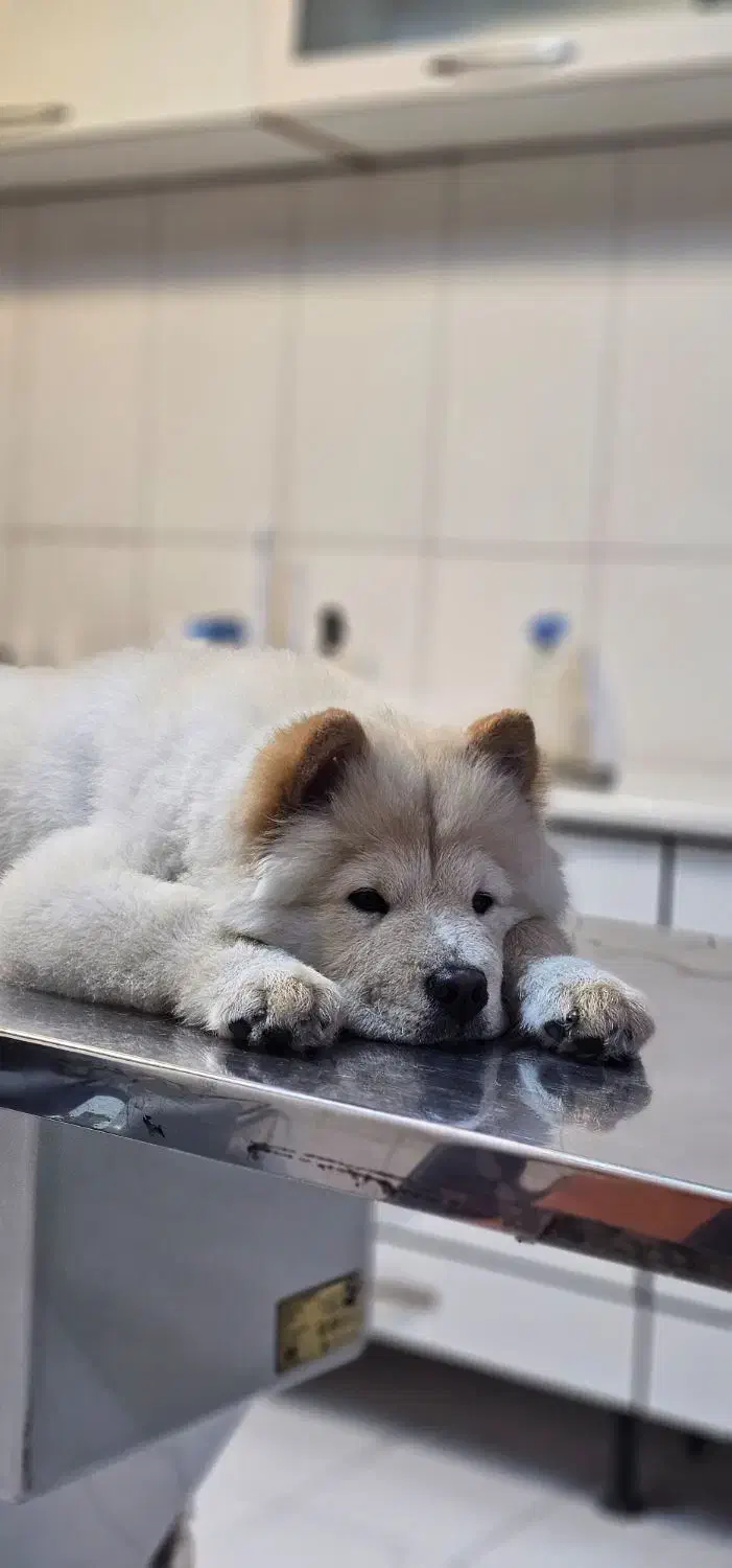 چاو چاو|سگ|امیدیه, |دیوار