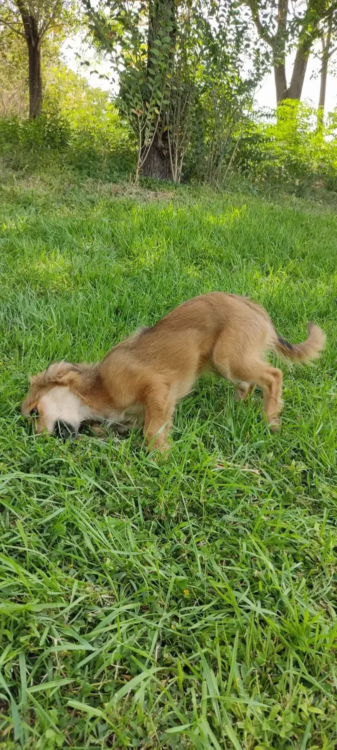 سگ‌خونگی‌‌پامراشپیتس|سگ|قدس, شهر‌قدس|دیوار