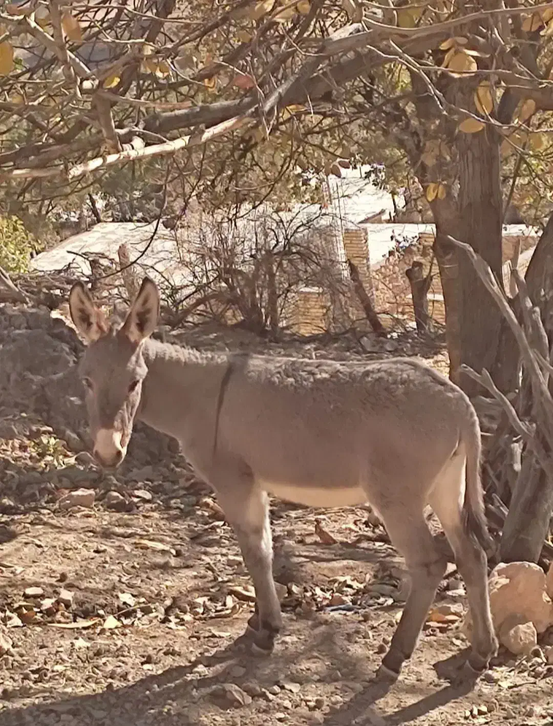 کره ماده فروشی|حیوانات مزرعه|پاتاوه, |دیوار