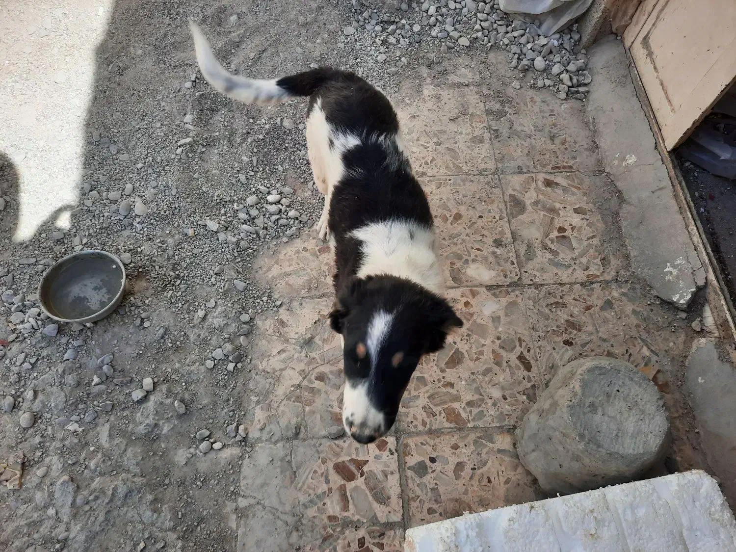 سک قدرجونی|سگ|اهواز, فرهنگ شهر|دیوار