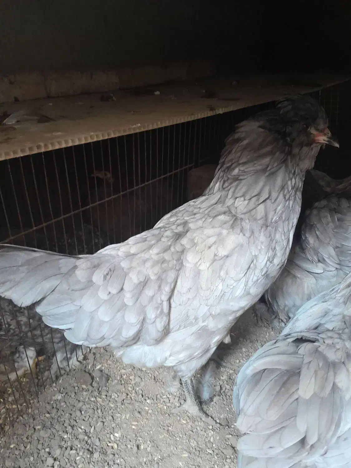 مرغ وخروس|حیوانات مزرعه|اسکو, |دیوار