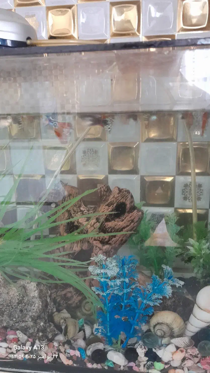 اکواریوم با تمام لوازم و ماهی|ماهی|آبیک, |دیوار