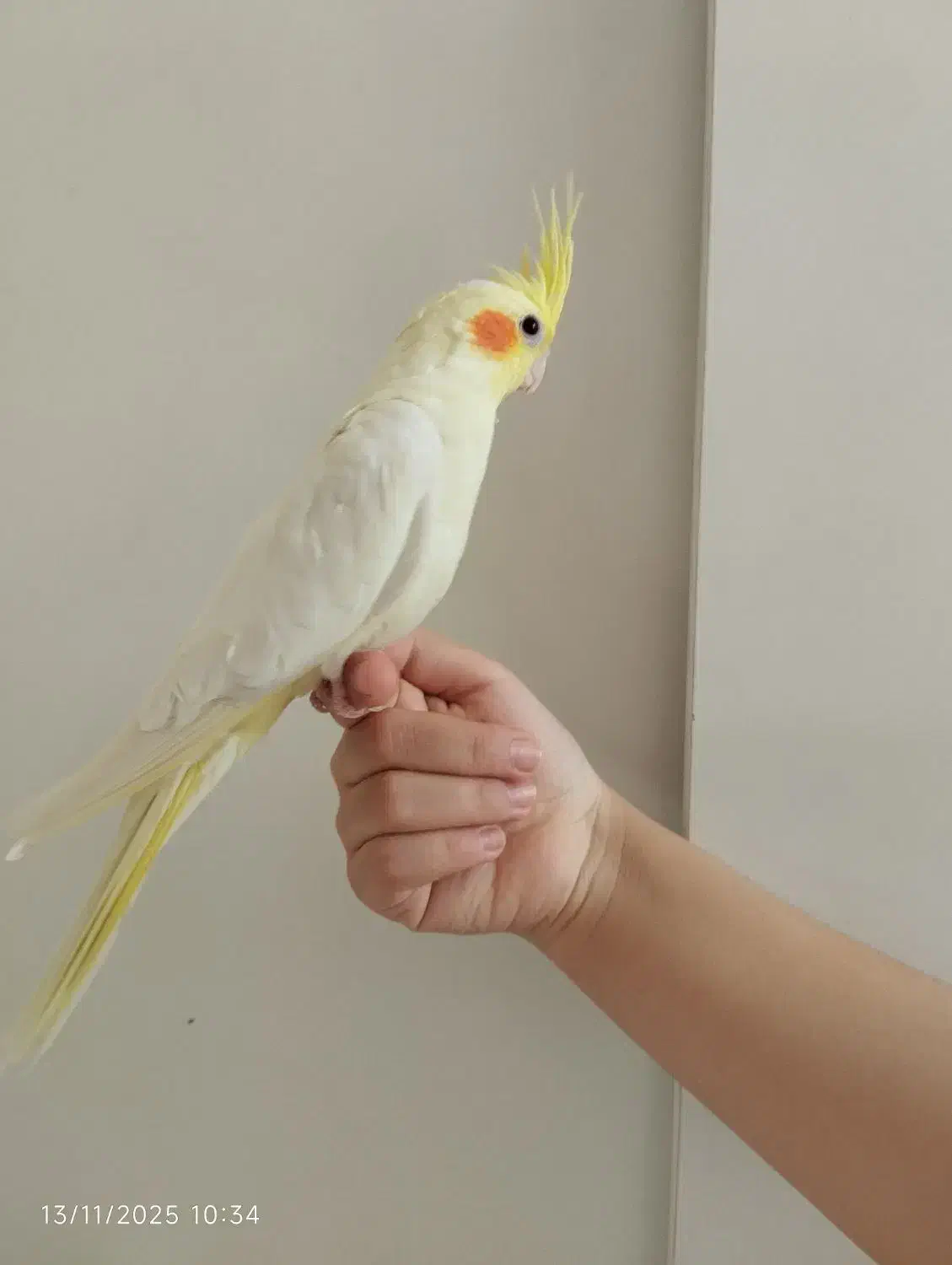 عروس هلندی نروماده جفت لوتینو با دوتاجوجه و تخم|پرنده|تهران, هفت چنار|دیوار