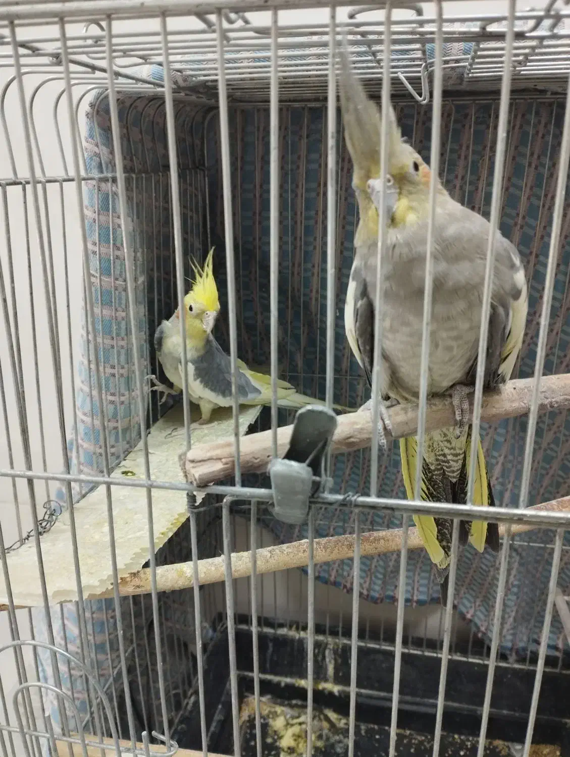 عروس هلندی نر و ماده|پرنده|قیدار, |دیوار