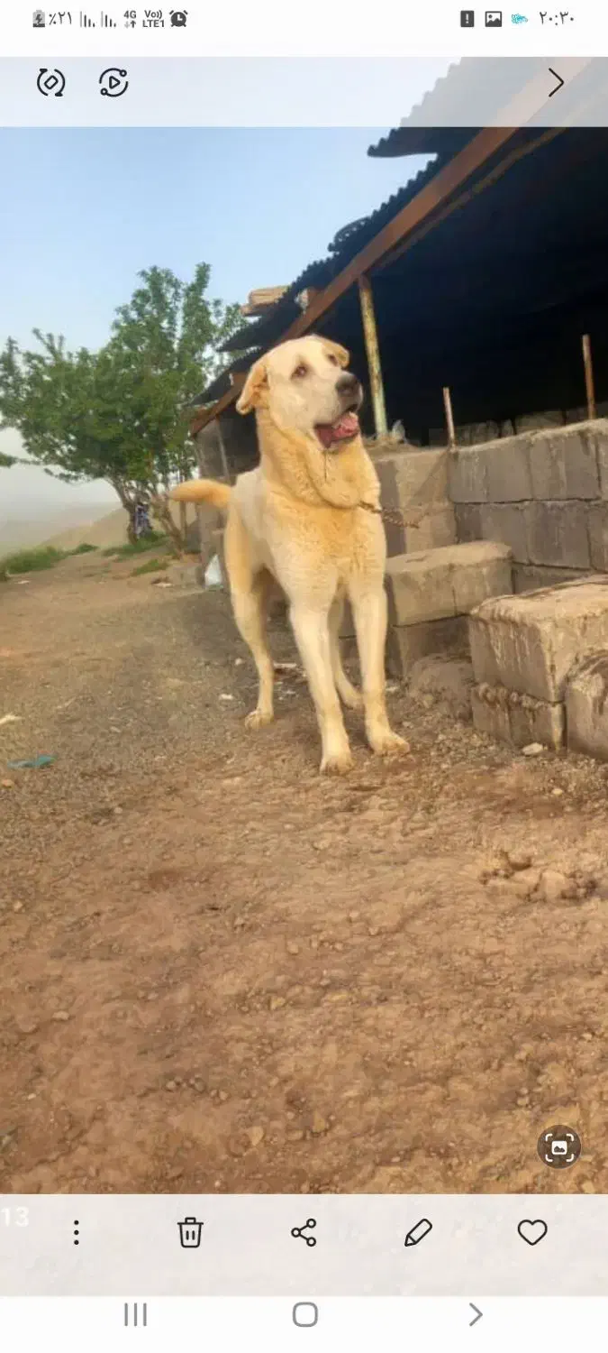 گم شده|حیوانات|ملایر, |دیوار