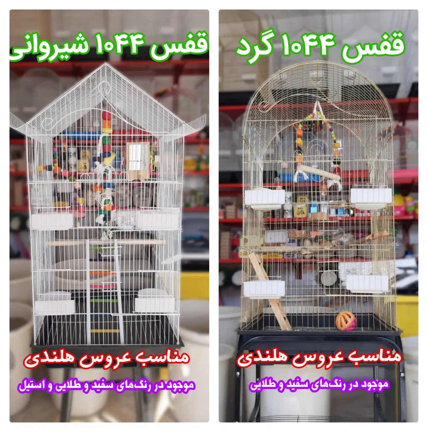 دانهسرای افشین|پرنده|اسدآباد, |دیوار