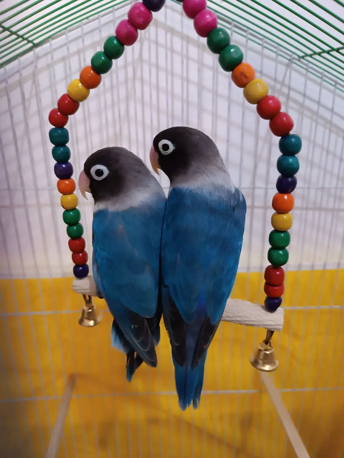 طوطی.کوتوله|پرنده|زبرخان, |دیوار