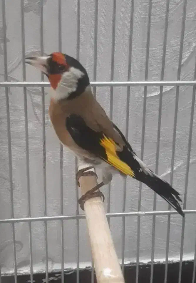 سهره باغی|پرنده|کرمانشاه, |دیوار